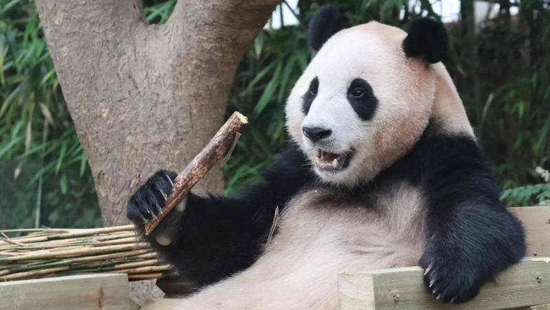 2000年前的古人已喜歡熊貓