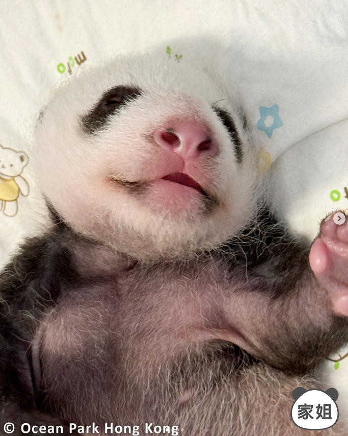 hk_c_1726718204980024938.png hk_c_image.png