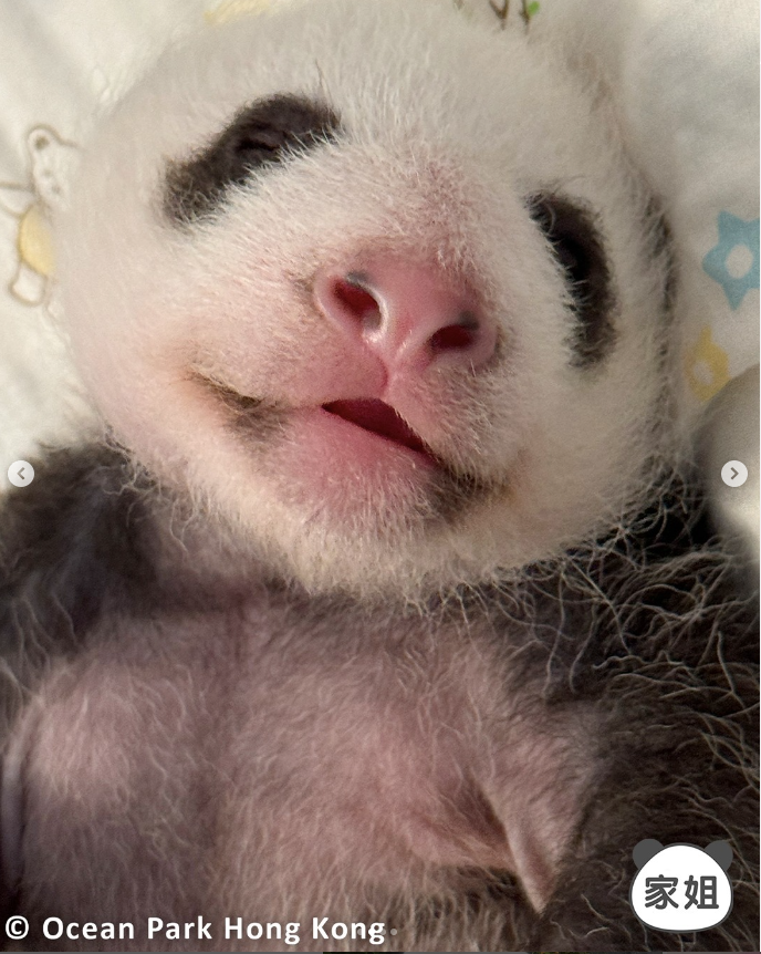 hk_c_1726718218901047067.png hk_c_image.png