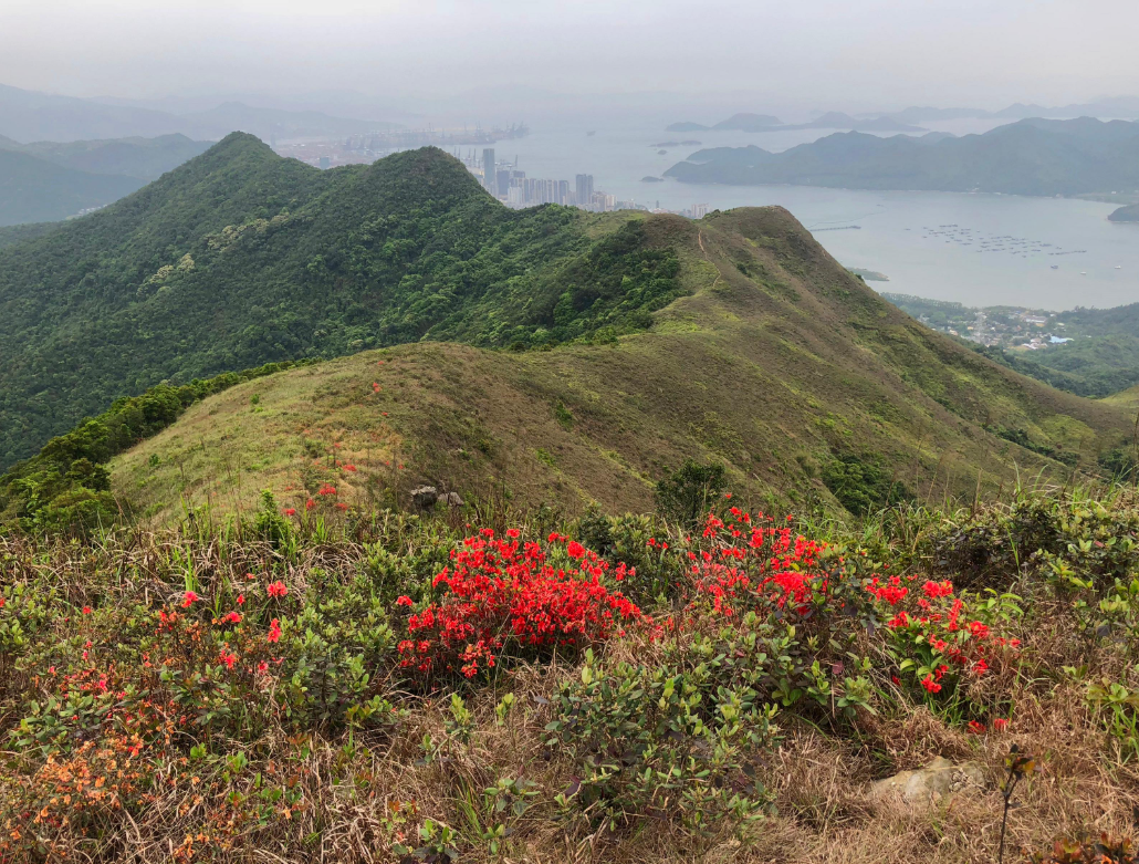 hk_c_1737700965041041474.png hk_c_image.png