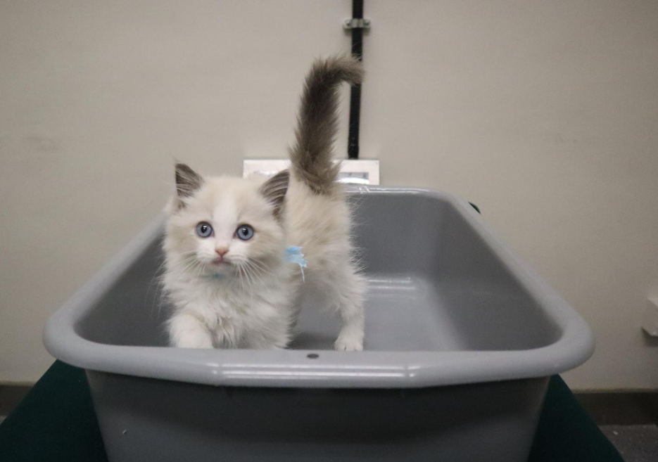 hk_c_1766219122307054600.png hk_c_image.png