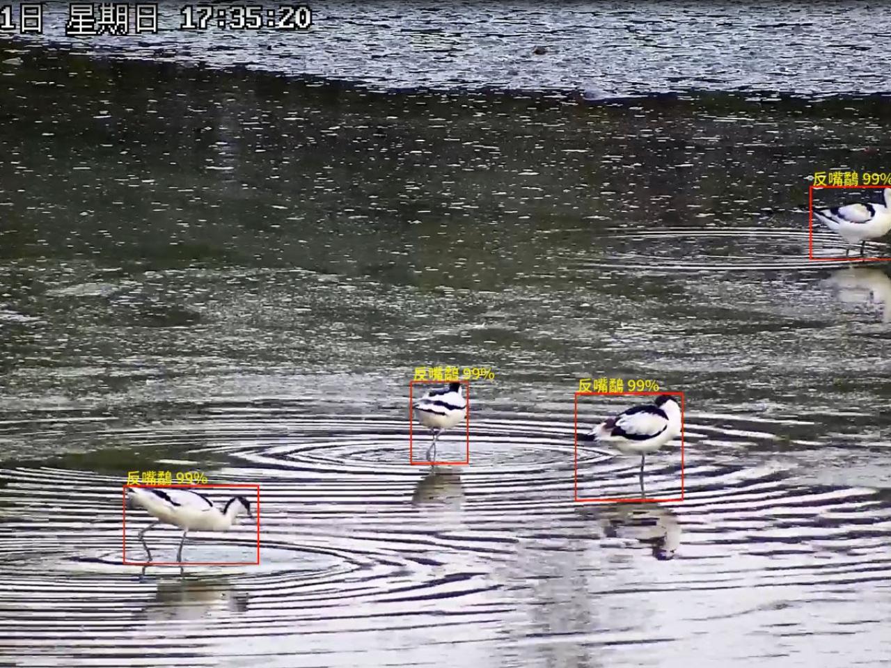 候鳥遷徙季　香港引AI鳥類偵測系統準確度達9成