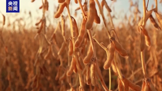 中美“大豆戰爭”再起，特朗普為何如此心急？