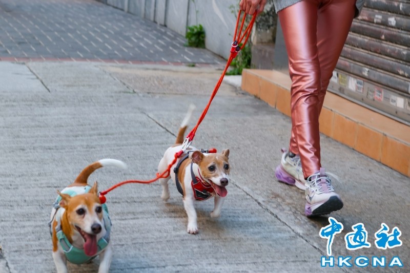 香港西九渡輪15日將投入服務 可攜寵物上船