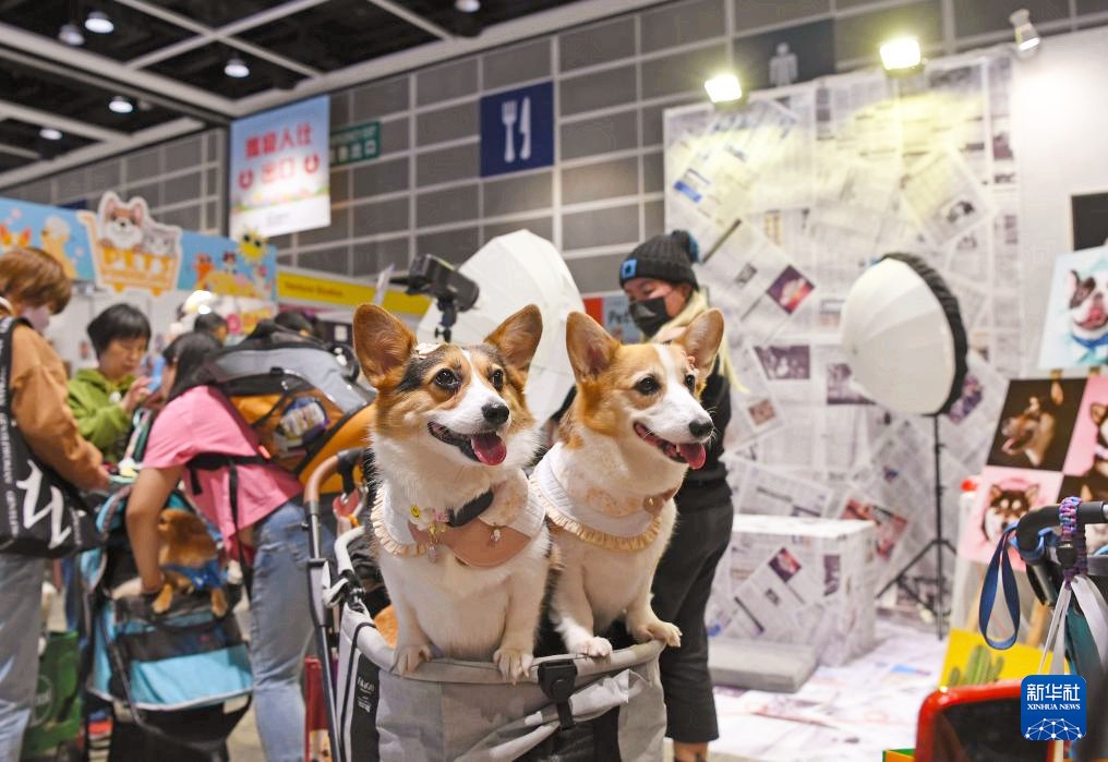 貓狗進口香港輪候檢疫時間大減